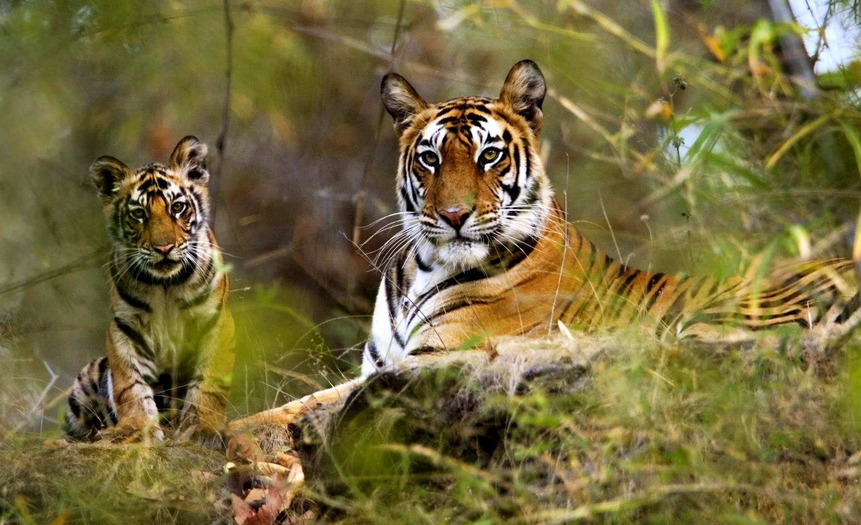 Kanha National Park Kanha National Park