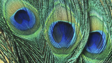 A Voodoo peacock lover spell powerful voodoo love spell with peacock feathers